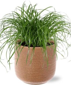 Cyperus Alternifolius – Ø12cm – ↕20 cm + Aresso Pot D13x12,5cm – Braun