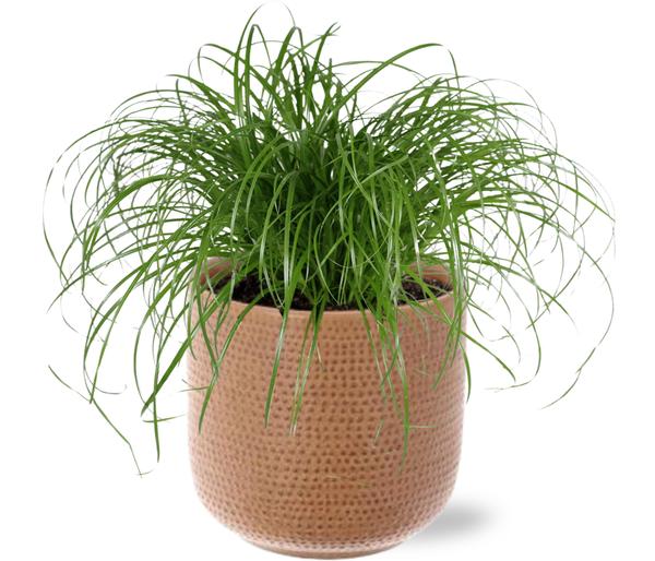 Cyperus Alternifolius – Ø12cm – ↕20 cm + Aresso Pot D13x12,5cm – Braun