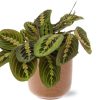 Maranta Fascinator – Ø12cm – ↕20cm + Aresso Pot D13x12,5cm – Braun