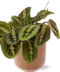 Maranta Fascinator – Ø12cm – ↕20cm + Aresso Pot D13x12,5cm – Braun