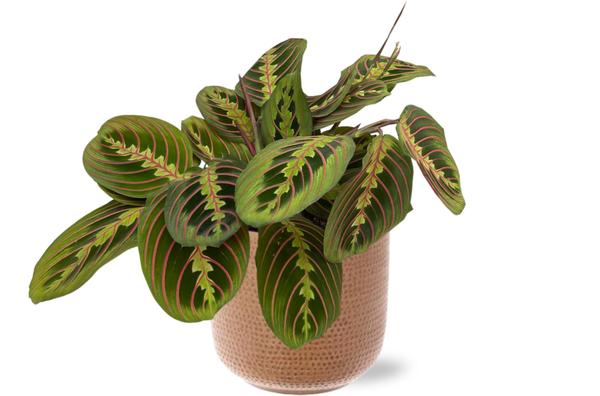 Maranta Fascinator – Ø12cm – ↕20cm + Aresso Pot D13x12,5cm – Braun