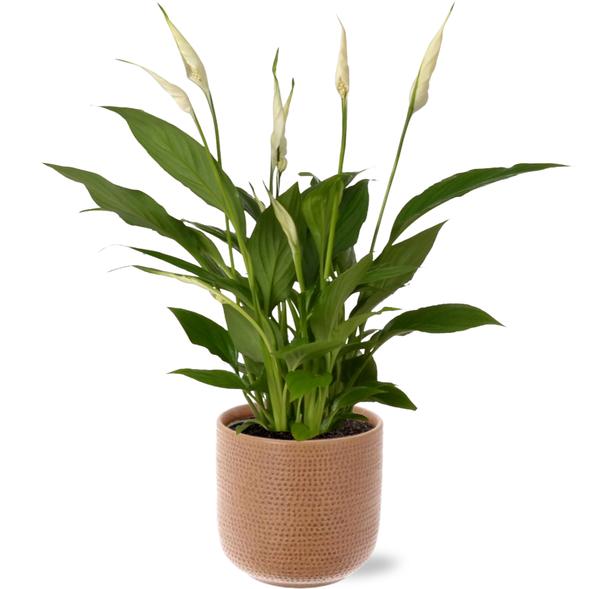 Spathiphyllum Bingo Cupido – Ø12cm – ↕45cm + Aresso Pot D13x12,5cm – Braun