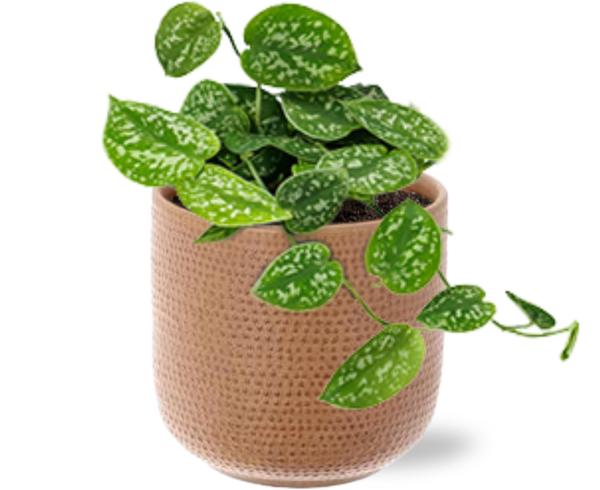 Scindapsus Pictus – Ø12cm – ↕15cm + Aresso Pot D13x12,5cm – Braun