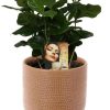 Coffea Arabica – Ø12cm – ↕25cm + Aresso Pot D13x12,5cm – Braun