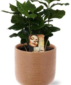 Coffea Arabica – Ø12cm – ↕25cm + Aresso Pot D13x12,5cm – Braun