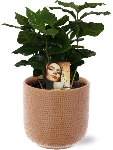 Coffea Arabica – Ø12cm – ↕25cm + Aresso Pot D13x12,5cm – Braun