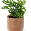 Monstera Monkey Leaf – Ø12cm – ↕30cm + Aresso Pot D13x12,5cm – Braun Monstera Monkey Leaf – Ø12cm – ↕30cm + Aresso Pot D13x12,5cm – Braun