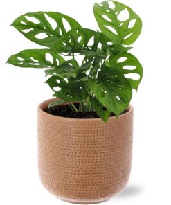 Monstera Monkey Leaf – Ø12cm – ↕30cm + Aresso Pot D13x12,5cm – Braun