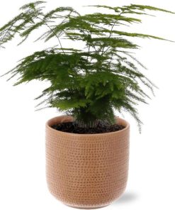 Asparagus Setaceus – Ø12cm – ↕35cm + Aresso Pot D13x12,5cm – Braun