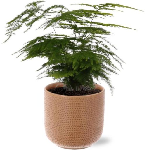 Asparagus Setaceus - Ø12cm - ↕35cm + Aresso Pot D13x12,5cm - Braun