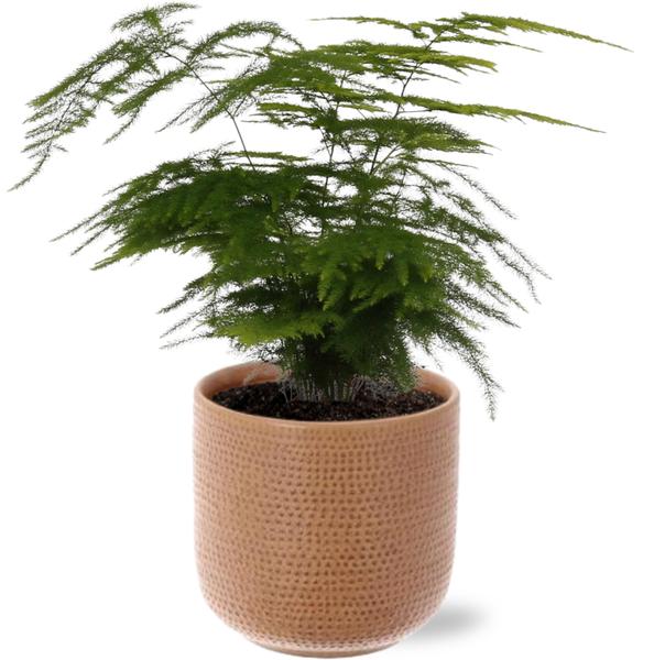 Asparagus Setaceus – Ø12cm – ↕35cm + Aresso Pot D13x12,5cm – Braun