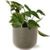 Epipremnum Aureum – Ø12cm – ↕25cm + Aresso Pot D13x12,5cm – Grau Grün