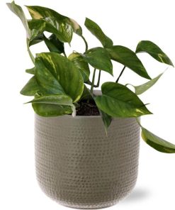 Epipremnum Aureum – Ø12cm – ↕25cm + Aresso Pot D13x12,5cm – Grau Grün