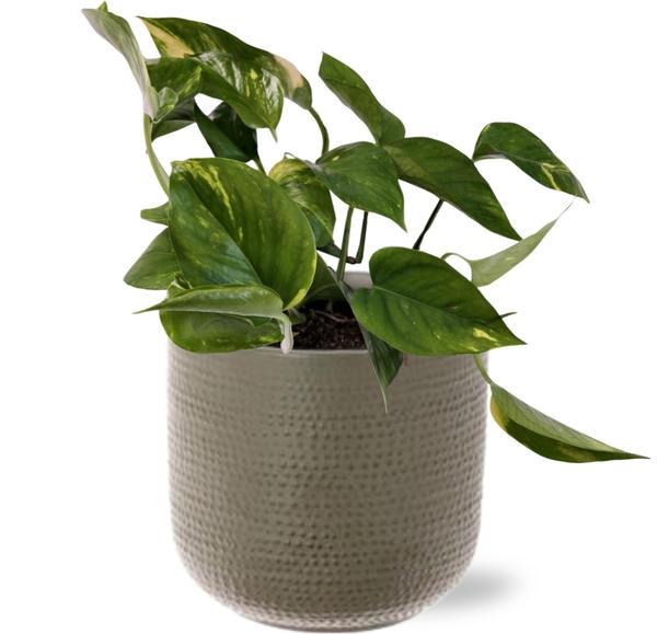 Epipremnum Aureum – Ø12cm – ↕25cm + Aresso Pot D13x12,5cm – Grau Grün