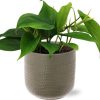 Philodendron Scandens – Ø12cm – ↕20cm + Aresso Pot D13x12,5cm – Grau Grün