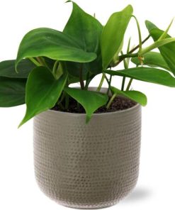 Philodendron Scandens – Ø12cm – ↕20cm + Aresso Pot D13x12,5cm – Grau Grün