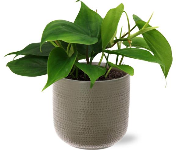 Philodendron Scandens – Ø12cm – ↕20cm + Aresso Pot D13x12,5cm – Grau Grün