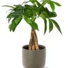 Pachira Aquatica – Ø12cm – ↕35cm + Aresso Pot D13x12,5cm – Grau Grün