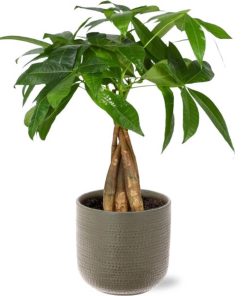 Pachira Aquatica – Ø12cm – ↕35cm + Aresso Pot D13x12,5cm – Grau Grün