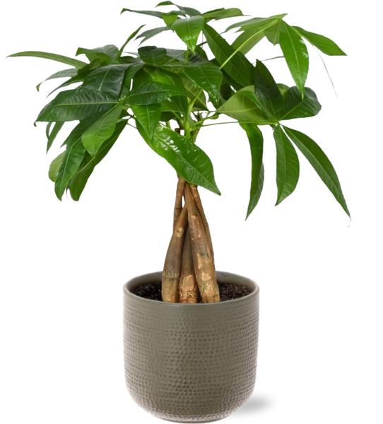 Pachira Aquatica – Ø12cm – ↕35cm + Aresso Pot D13x12,5cm – Grau Grün