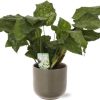 Calathea Network – Ø14cm – ↕30cm + Aresso Pot D15,5×14,5cm – Grau Grün