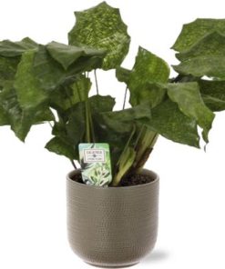 Calathea Network – Ø14cm – ↕30cm + Aresso Pot D15,5×14,5cm – Grau Grün