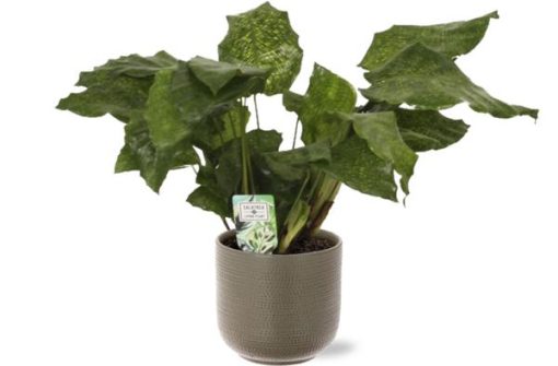 Calathea Network - Ø14cm - ↕30cm + Aresso Pot D15,5x14,5cm - Grau Grün