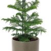 Araucaria Heterophylla – Ø14cm – ↕40cm + Aresso Pot D15,5×14,5cm – Grau Grün