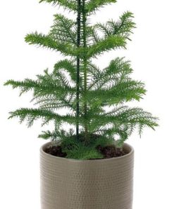 Araucaria Heterophylla – Ø14cm – ↕40cm + Aresso Pot D15,5×14,5cm – Grau Grün