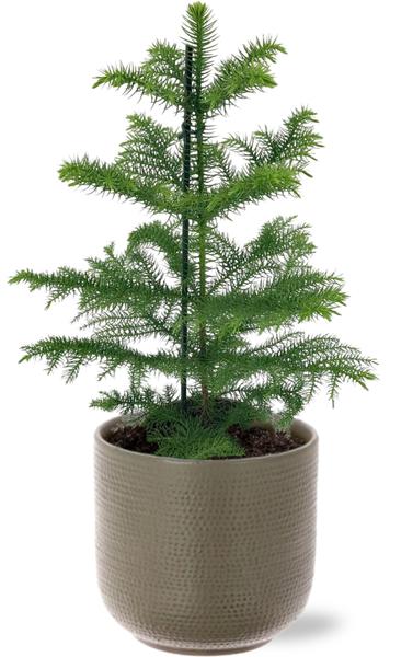 Araucaria Heterophylla – Ø14cm – ↕40cm + Aresso Pot D15,5×14,5cm – Grau Grün