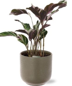 Calathea Fusion White Basic – Ø14cm – ↕40cm + Aresso Pot D15,5×14,5cm – Grau Grün