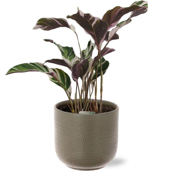 Calathea Fusion White Basic – Ø14cm – ↕40cm + Aresso Pot D15,5×14,5cm – Grau Grün