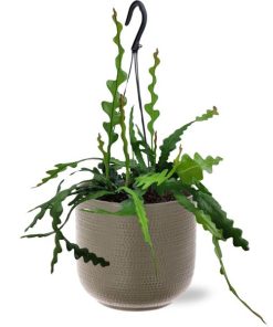 Epiphyllum Anguliger – Ø14cm – ↕35cm + Aresso Pot D15,5×14,5cm – Grau Grün