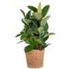 Ficus Elastica Robusta XL mit Korb Torun – 90cm – Ø27