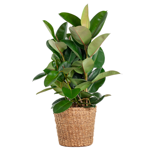 Ficus Elastica Robusta XL mit Korb Torun – 90cm – Ø27