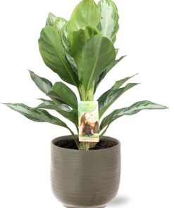 Aglaonema Silver Bay – Ø17cm – ↕55cm + Aresso Pot D18x16,5cm – Grau Grün