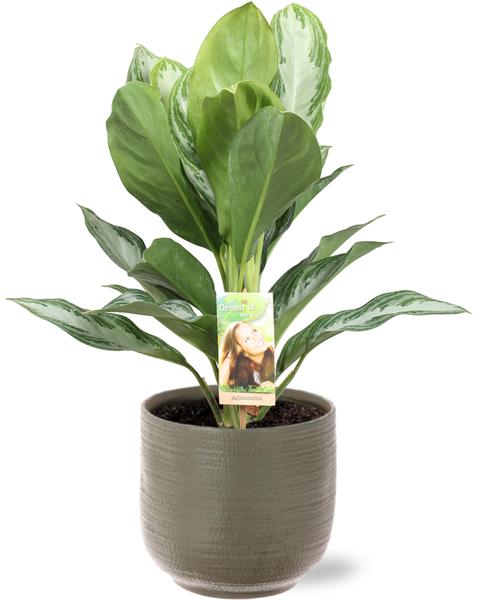 Aglaonema Silver Bay – Ø17cm – ↕55cm + Aresso Pot D18x16,5cm – Grau Grün