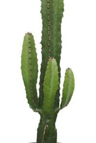 Euphorbia Acrurensis – Ø17cm – ↕50cm + Aresso Pot D18x16,5cm – Grau Grün