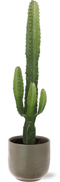 Euphorbia Acrurensis – Ø17cm – ↕50cm + Aresso Pot D18x16,5cm – Grau Grün