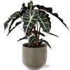 Alocasia Polly – Ø17cm – ↕45cm + Aresso Pot D18x16,5cm – Grau Grün