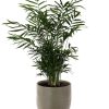 Chamaedorea Elegans – Ø17cm – ↕55cm + Aresso Pot D18x16,5cm – Grau Grün Chamaedorea Elegans – Ø17cm – ↕55cm + Aresso Pot D18x16,5cm – Grau Grün