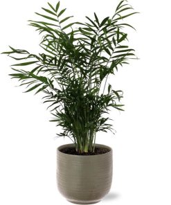 Chamaedorea Elegans – Ø17cm – ↕55cm + Aresso Pot D18x16,5cm – Grau Grün