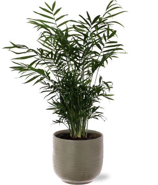 Chamaedorea Elegans – Ø17cm – ↕55cm + Aresso Pot D18x16,5cm – Grau Grün