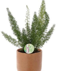 Asparagus D. Meyers – Ø17cm – ↕50cm + Aresso Pot D18x16,5cm – Braun