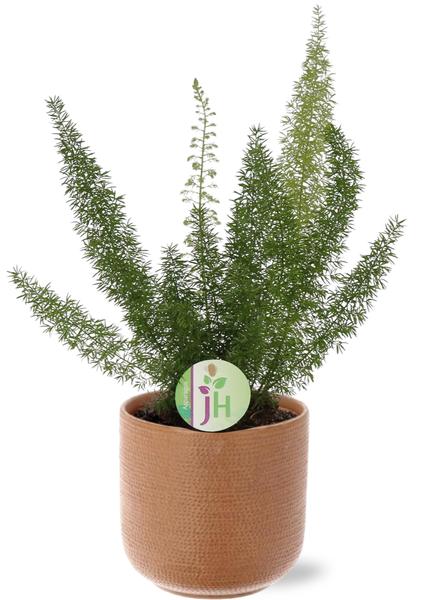 Asparagus D. Meyers – Ø17cm – ↕50cm + Aresso Pot D18x16,5cm – Braun