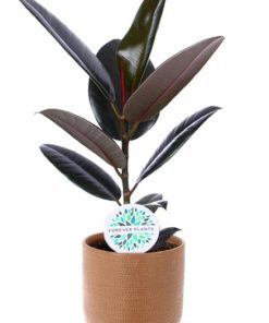 Ficus Elastica Abidjan – Ø17cm – ↕60cm + Aresso Pot D18x16,5cm – Braun