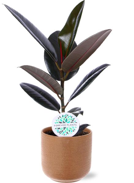 Ficus Elastica Abidjan – Ø17cm – ↕60cm + Aresso Pot D18x16,5cm – Braun