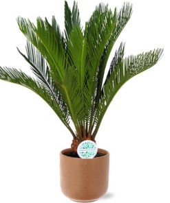 Cycas Revoluta – Ø17cm – ↕70cm + Aresso Pot D18x16,5cm – Braun