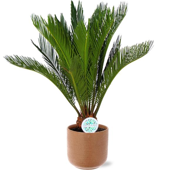 Cycas Revoluta – Ø17cm – ↕70cm + Aresso Pot D18x16,5cm – Braun