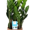 Zamioculcas Zamiifolia – Ø17cm – ↕60cm + Aresso Pot D18x16,5cm – Braun